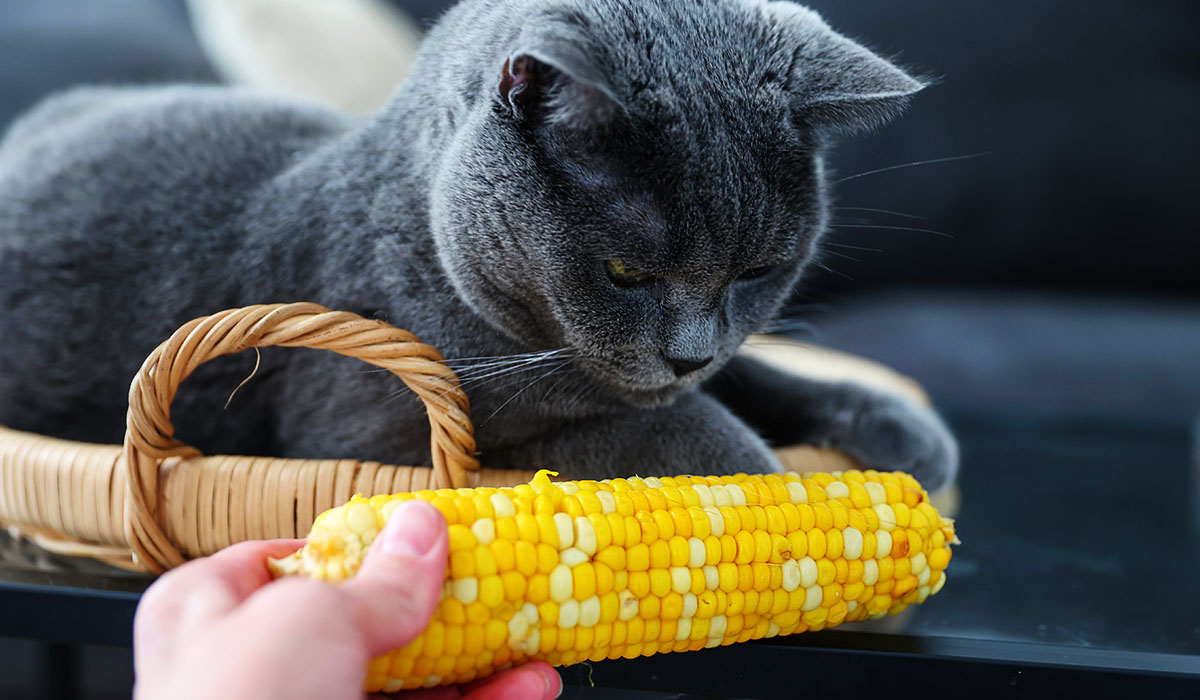 pet image
