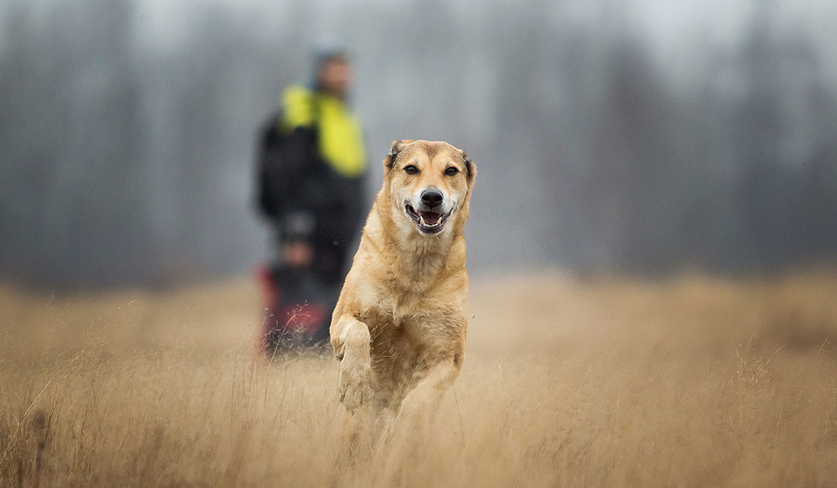 pet image