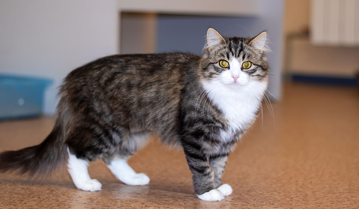 pet image