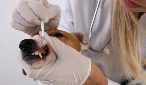 vet-checking-a-dogs-mouth