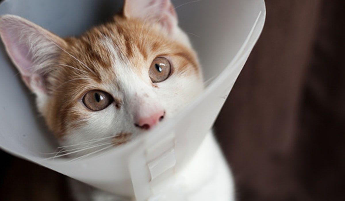cat-with-recovery-cone-after-surgery