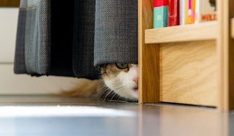 cat-hiding