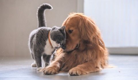 dog-and-cat-hugging