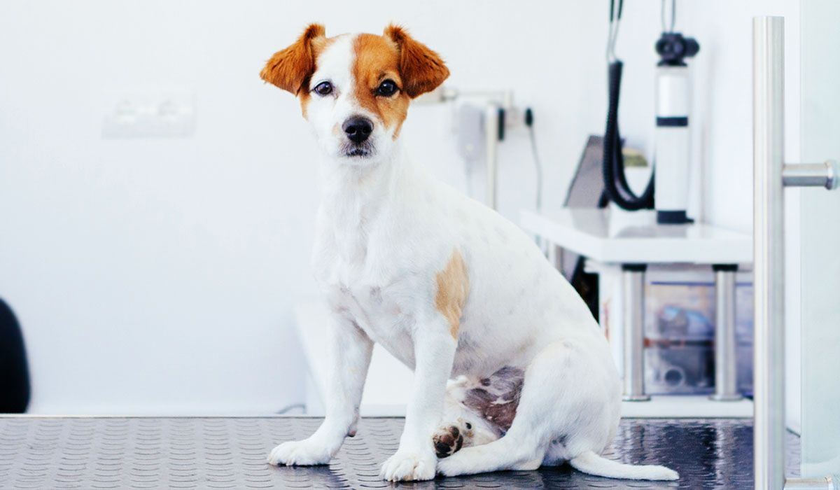 pet image