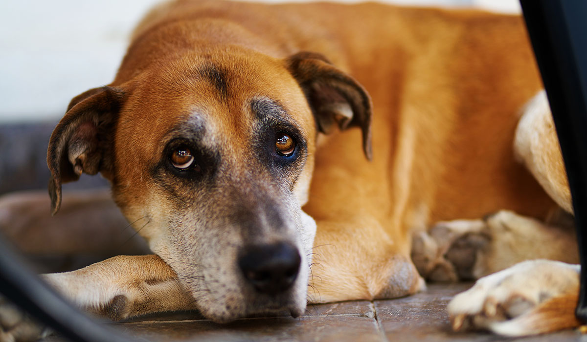 pet image