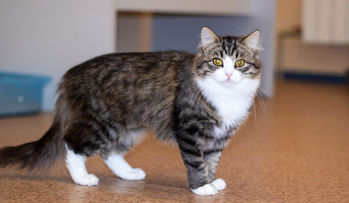 recognizing-pet-pain-cat