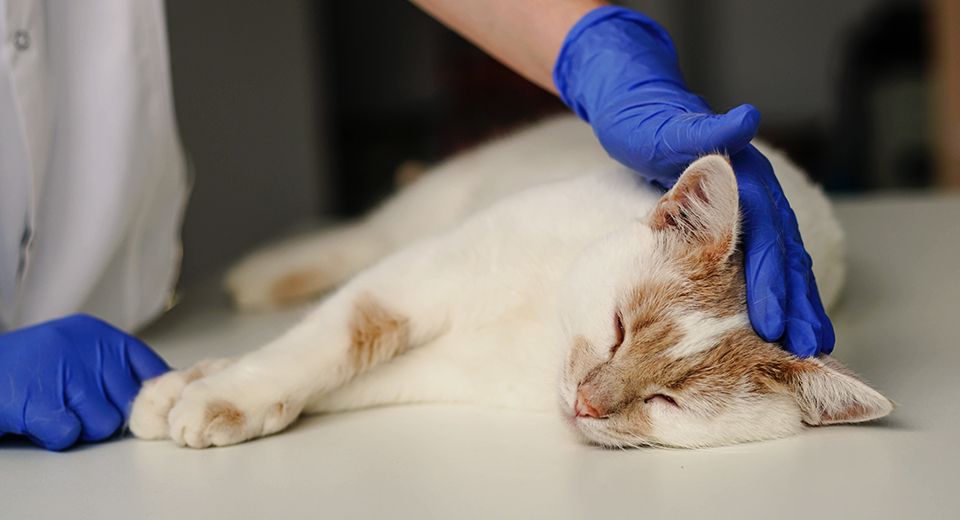 veterinarian wearing blue gloves stroking a sleppy cat