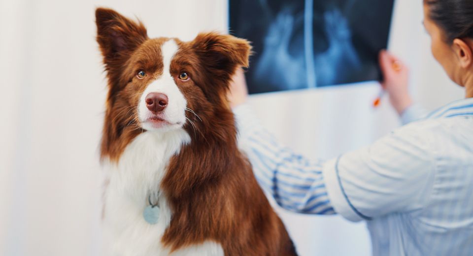 border collie dog visiting the vet for diagnostics