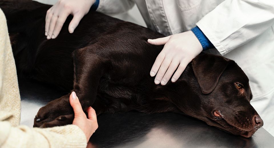 Veterinarian hands touching dog