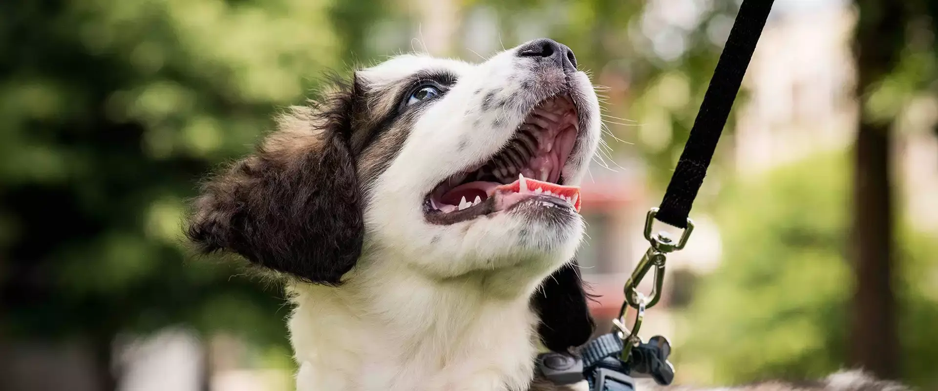 Smiling dog