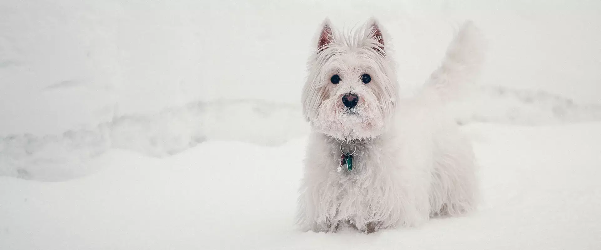 West Highland White Terrier playing in the snow