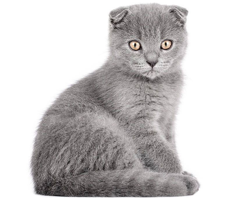gray kitten with yellow eyes