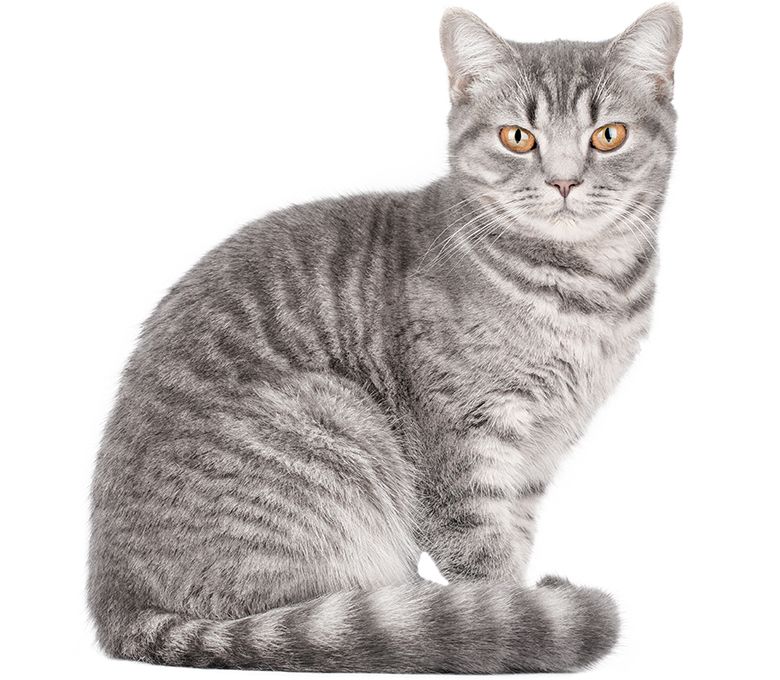 striped gray cat sitting