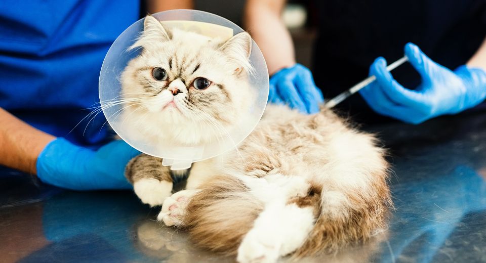 veterinarians vaccinating furry cat
