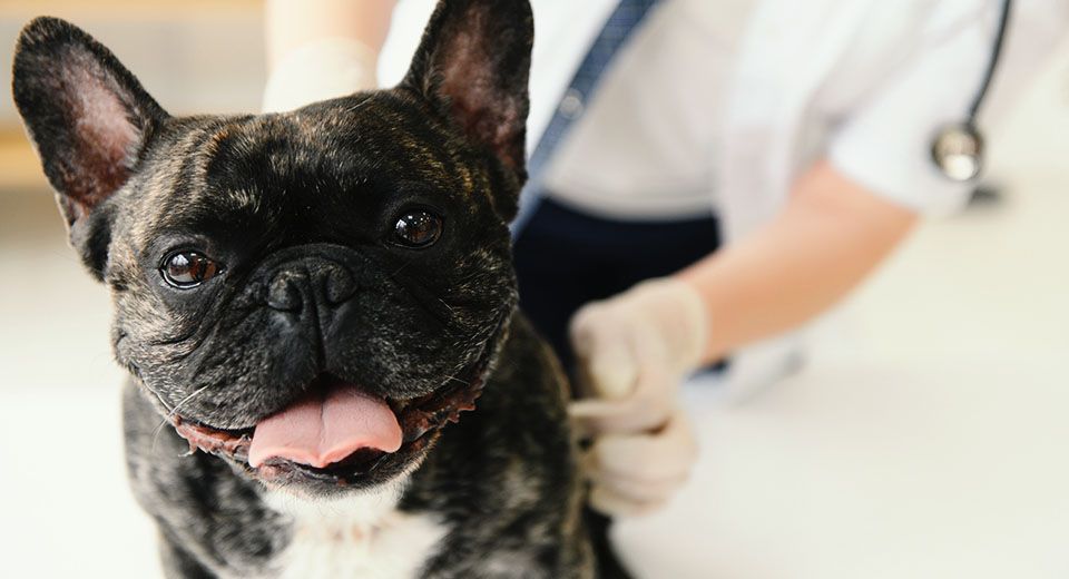 french bulldog at veterinarian in Vedder Mountain Veterinary Clinic